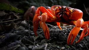 The Giant Robber Crab — foto 3