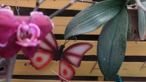 Igual a uma Borboleta — foto 5