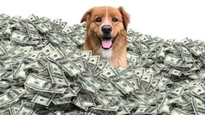 The Furry Fortune — foto 1