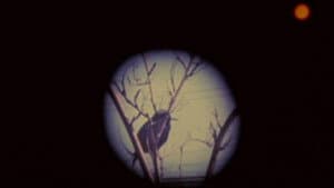 Birds at Sunrise — foto 1