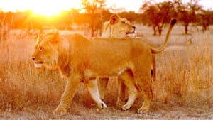 Lion Spy — foto 1