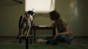 The Falconer — foto 1