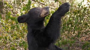 Grizzly Uprising — foto 2