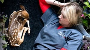 Veterinarios de Heartland — foto 5