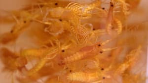 Lobsteropolis — foto 1