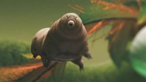 Tardigrade, l'animal indestructible — foto 1