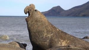 El elefante marino