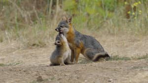 Le renard qui a sauvé son île — foto 2