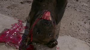 El gran perro muerto — foto 1