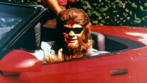 Un lobo adolescente 2 — foto 2