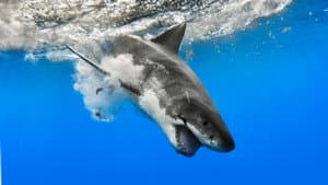 When Sharks Attack — foto 2