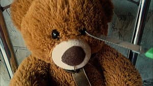 Teddy Bear — foto 10