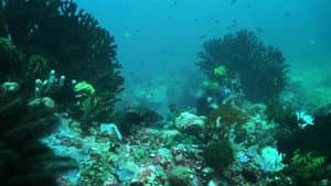 Dyesebel — foto 10