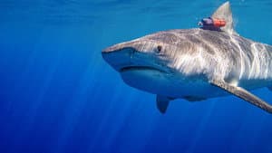 Maui Shark Mystery — foto 8