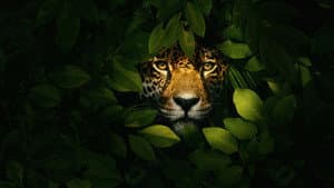 Jaguar vs. Krokodille — foto 3