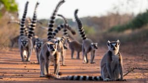 Gangs of Lemur Island — foto 1