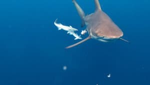La guía de los grandes tiburones — foto 3