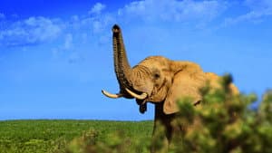 Gorongosa: Paradise Reborn — foto 2