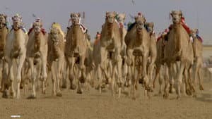Wild Arabia — foto 3