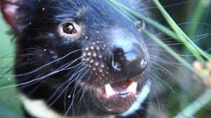 David Attenborough's Tasmania — foto 2