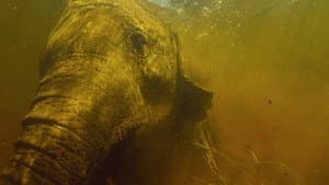 Okavango: El Alma Africana — foto 5