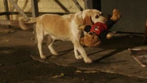 Aussie and Ted's Great Adventure — foto 1