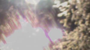light blossom — foto 3