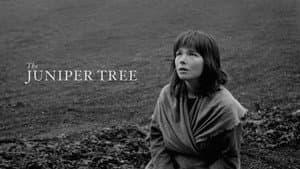 The Juniper Tree — foto 9