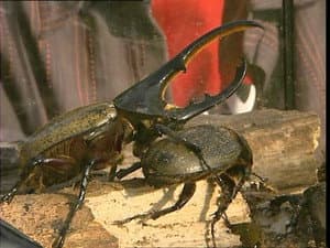 Episodio 363