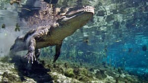 Florida Untamed — foto 1