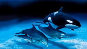 IMAX Dolphins and Whales: Tribes of the Ocean — foto 1