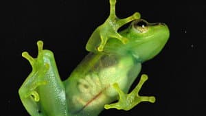Incredible frogs — foto 1