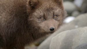 The Arctic Fox: Still Surviving — foto 3