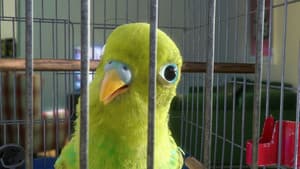 Episodio 2