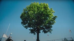 Edge of June — foto 1