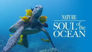 Soul of the Ocean — foto 3