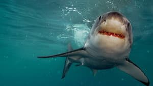Return of the White Shark — foto 9