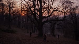 Zgodbe iz kostanjevih gozdov — foto 2