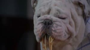 The Dogfather — foto 1