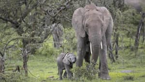 Petit éléphant — foto 1
