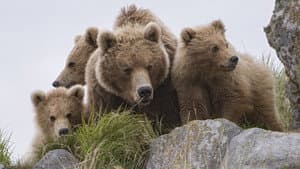 Terre des ours — foto 1
