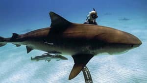 Saving Jaws — foto 5