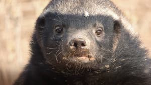 Honey Badger: Grit — foto 1