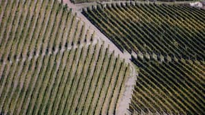 Barolo Boys: The Story of a Revolution — foto 2