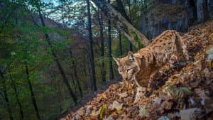 Le Retour fragile du lynx — foto 1