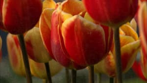 The Botany of Desire — foto 3