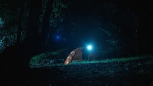 A Bear in the Woods — foto 3