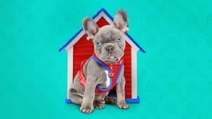 The Dog House — foto 3