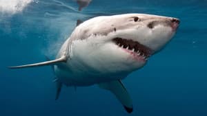 The Search for the Ocean's Super Predator — foto 1