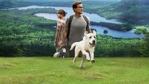 Perro perdido — foto 6